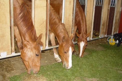 paarden bevolken de stal